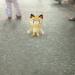 Thumbnail ./d35427ddc7061122105a5a1501d303e2.jpg 