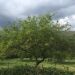 Thumbnail ./10939ab75340076ff0b93462034902ac.jpg 