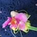 Thumbnail ./984c4dd0213732c9b9098df67bed82bb.jpg 