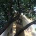 Thumbnail ./8e83cd6e8d86d8b5d2a2a6a3a49fa1d0.jpg 