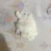 Thumbnail ./2505bd1d22e4445ac9121265e18550aa.jpg 