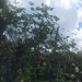 Thumbnail ./af18469f55c5072f5a718f83190ba28c.jpg 