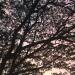 Thumbnail ./1c3a44a87e88e1c42288d503d34137cd.jpg 