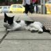 Thumbnail ./61863e487291aaf100bdd8fd6e6f8ac4.jpg 