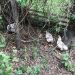Thumbnail ./15009ca63e254e5dd32855c09c30caad.jpg 